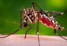 Mutirão contra a Dengue, a Zika e a Chikungunya dengue