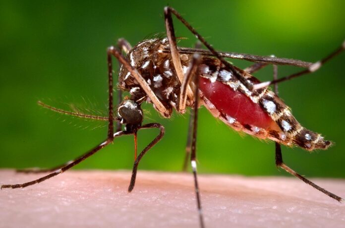 Mosquito-Aedes-aegypti-picando dengue