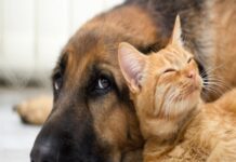Prefeitura autoriza compra de microchips para o Bem Estar Animal microchips animal