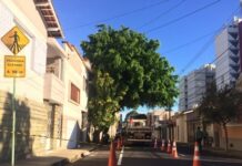 Prefeitura retira árvore que corria risco de cair na avenida São José