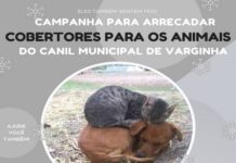 Campanha arrecada cobertores para cães e gatos do canil de Varginha