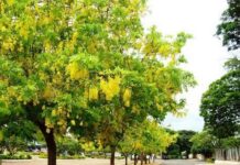Inscrições para Circuito Cemig de Arborização Urbana podem ser feitas até dia 18 de maio