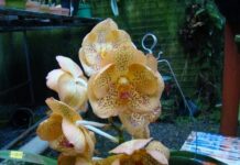Varginha recebe a VIII Exposição Nacional de Orquídeas