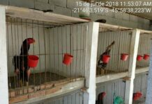 Operação apreende cerca de 50 galos de briga em Poço Fundo