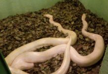 Zoológico de Varginha tem dois novos moradores