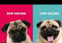 Campanha contra a raiva vacinou quase 20 mil animais em Varginha