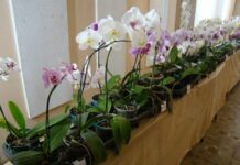 Foyer do Theatro Capitólio recebe exposição de orquídeas esta semana
