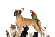 Varginha terá Conselho de Defesa e Proteção Animal