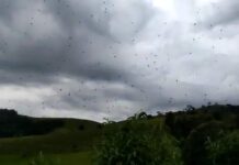 “Chuva de aranhas” assusta moradores do Sul de Minas