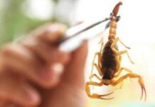Prefeitura orienta sobre principais cuidados para evitar acidentes com escorpiões Escorpiões