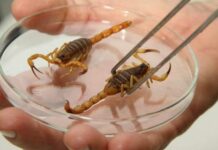 Varginha é uma das cidades com mais ataques de escorpiões da região escorpião