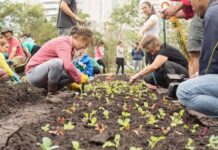Programa de Horta Comunitária é aprovado em Varginha horta comunitária