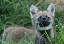 Morre no zoológico de Varginha a lobinha guará Pepita