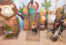 Aves hospedadas no Zoológico de Varginha serão libertadas