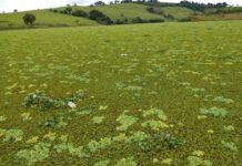 Aguapés proliferam no Rio Verde e vereador pede explicações