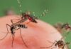 Minas Gerais registra crescimento dos casos de dengue em todo o Estado Dengue