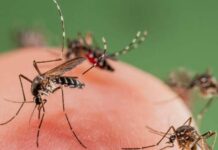 Dengue: Sul de Minas registra sete mortes em 2022 Dengue