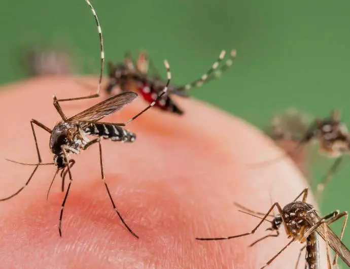 dengue_mosquito Dengue