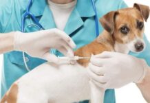 Prefeitura de Varginha começa a microchipar animais