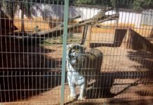 Vereador questiona vinda de tigre para o Zoológico de Varginha