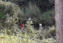Corpo de homem encontrado em ribeirão não tinha sinais de violência