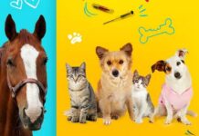 Prefeitura aplica microchips em cães, gatos e cavalos de graça microchip animal