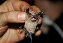 Morcego com raiva foi encontrado na região do bairro da Vargem Raiva