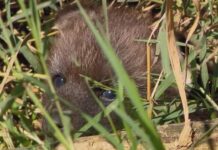 Nasce mais um filho de lobo-guará no Zoológico de Varginha