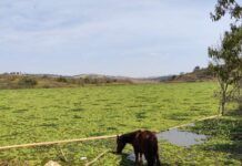 Três Corações recebe debate regional sobre o Rio Verde Represa