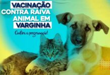 Vacinação antirrábica em Varginha começa em setembro; cidade também oferece atendimento veterinário Vacinação de cães e gatos