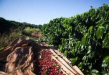 Sebrae Minas e Prefeitura de Varginha lançam plano estratégico com foco no café Café