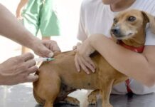 Vacinação Antirrábica em Varginha termina neste domingo (24) Veterinária Vacinação antirrábica