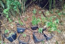 Polícia Militar prende homem por cultivar pés de maconha Drogas