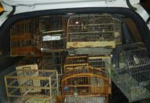 Polícia Militar apreende pássaros em cativeiro sem registro Aves