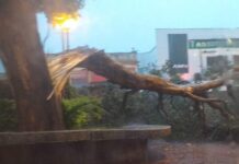 Chuva de sábado derruba árvore e deixa vários pontos alagados em Varginha