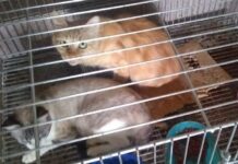 Mulher é notificada por maus tratos a animais em Varginha Gatos