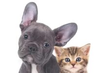 Projeto de lei que aumenta pena para quem maltrata cães e gatos é aprovado Cães e Gatos