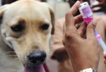 Mais de 8 mil cães e gatos foram imunizados no primeiro dia da campanha de vacinação antirrábica Vacinação Antirrábica
