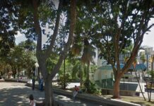 Praça da Fonte receberá novos exemplares de Palmeira-real Praça da Fonte em Varginha
