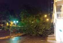 Chuva forte nesta quinta-feira causa alagamentos e quedas de árvore em Varginha Árvore caída em Varginha