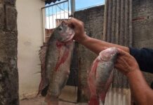 Homem é preso por pesca ilegal em Varginha neste domingo, 24 Pesca Ilegal