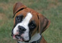 Prefeitura divulga resultados de testes rápidos de leishmaniose em cães cachorro leishmaniose