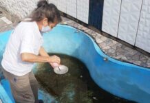 Vigilância Sanitária encontra criadouros do mosquido Aedes Aegypti no Padre Vitor Aedes Aegypti