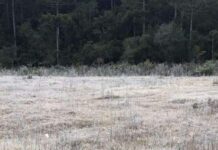 Minas bate recorde de frio na madrugada desta quarta, 30 Geada em Monte Verde