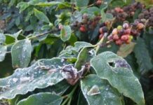 Frio intenso: agricultores devem se preparar para novas geadas Geada em Varginha