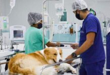 Centro Médico Veterinário em Varginha firma parceria com SindServa Centro Médico Veterinário em Varginha