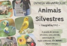 Campanha estimula a entrega voluntária de animais silvestres em Varginha Animais Silvestres