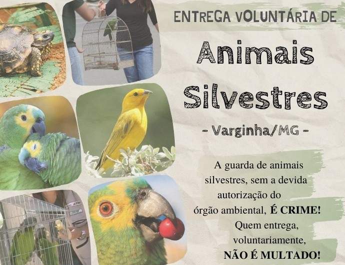 entrega_voluntaria_animais_silvestres (1) Animais Silvestres