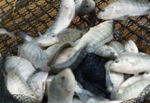 Piracema começa nesta segunda-feira (1º) com restrições à pesca de peixes nativos piracema