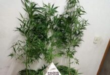 Homem é preso em Varginha com plantação de maconha em casa Plantação de maconha em Varginha
